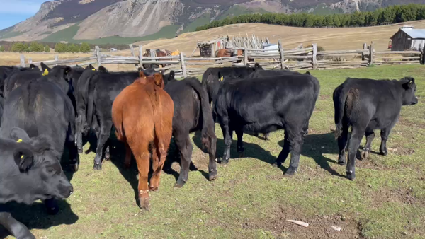 Lote 40 Ternera en Coyhaique, XI Región Aysén