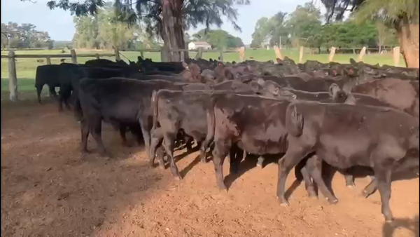 Lote 70 Terneros/as en Concordia, Entre Ríos