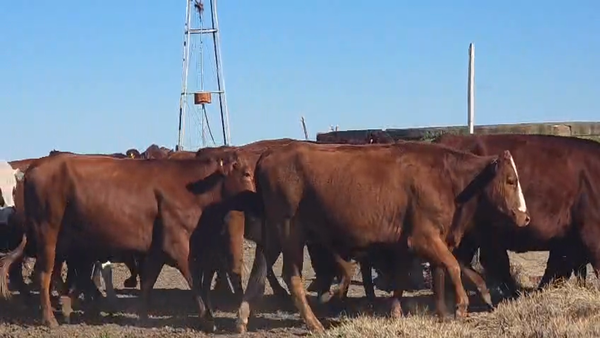 Lote 104 Vacas Britanicas nuevas Preñadas en Col. Prosperidad, Córdoba