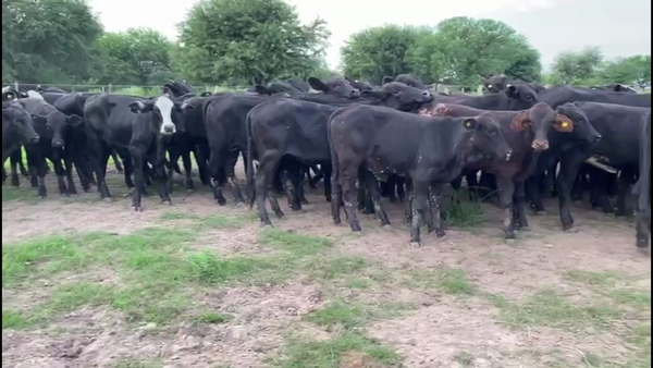 Lote 125 Terneras en Gral. San Martín, Chaco