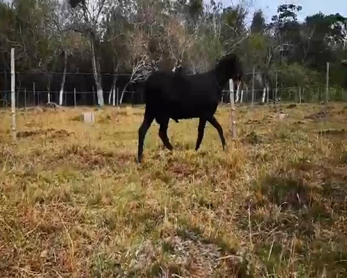 Lote Macho P1 75kg -  en Loma Grande