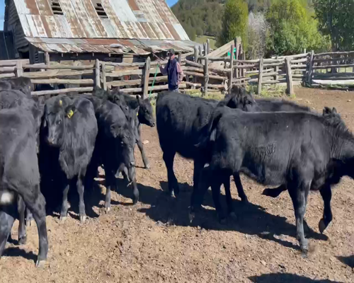 Lote 50 Ternera en Coyhaique, XI Región Aysén