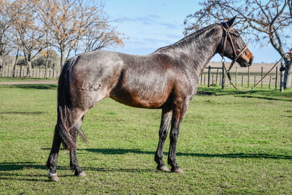 Lote LIBIA RUMBEADORA
