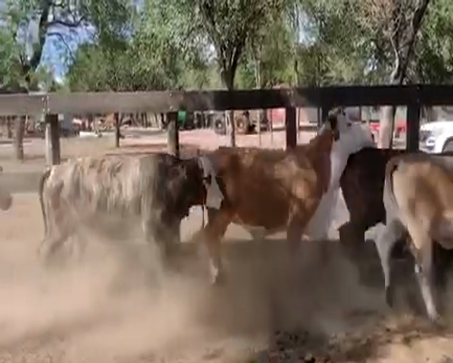 Lote 114 Vacas nuevas C/ gtia de preñez en Las Lomitas, Formosa
