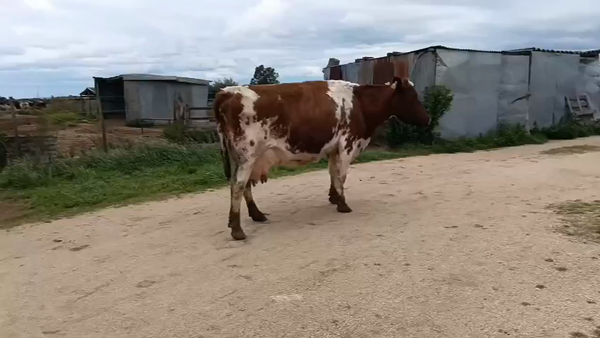 Lote Vaca 500kg - , San José