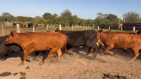 Lote 38 Vaquillonas en Entre Ríos, Federal