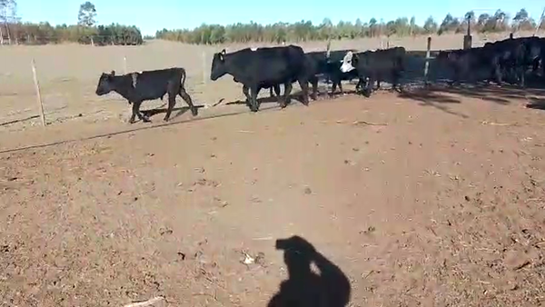 Lote Novillos AA 12