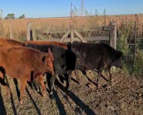 Lote 66 Terneros de 220/230 kg, en En Las Flores, Buenos Aires