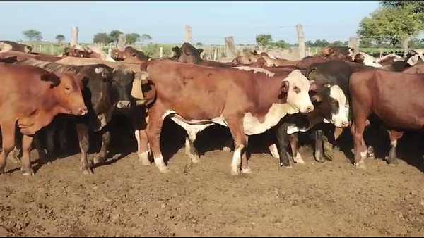 Lote 80 Novillos en Vilelas, Santiago del Estero