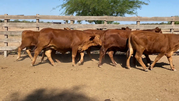 Lote Vaquillonas Generales para servicio