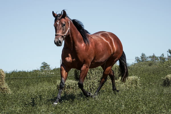 Lote HAS GLORY GUN CACH