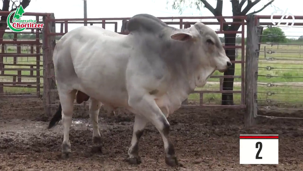 Lote Brahman