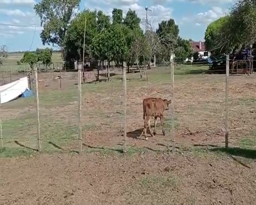 Lote 8 Vaquillonas 1 a 2 años HOLANDO Y CRUZAS 420kg - , San José