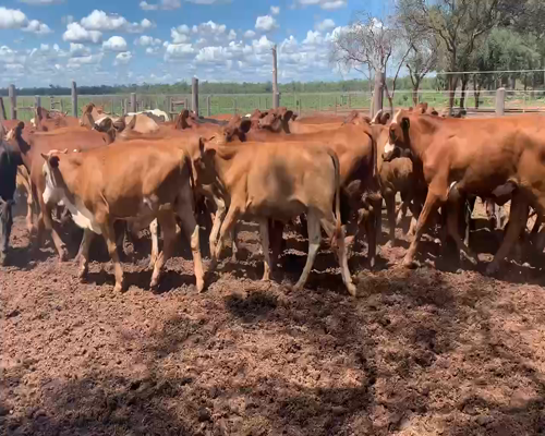Lote 160 Novillitos en Las Lajitas, Salta