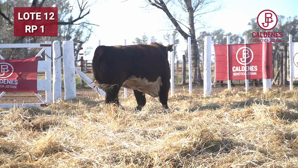 Lote Toro PR