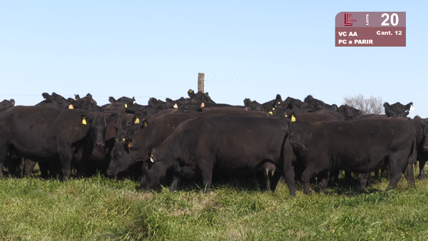 Lote VACAS ANGUS NEGRAS MAS PARIDAS