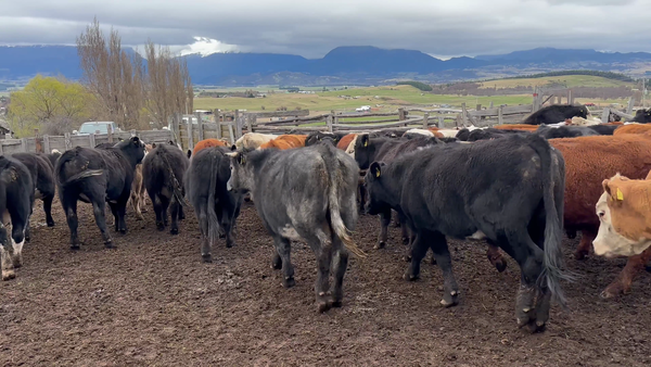 Lote 50 Novillo Engorda en Coyhaique, XI Región Aysén