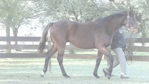 Lote PETALOS DE SAL (BACKYARD HEAVEN -  HAWAIAN SUNSET)