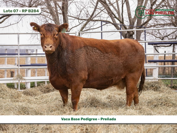 Lote VACAS BASE PEDIGREE