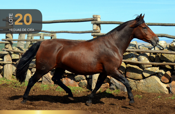 Lote Aquerenciada Contrera