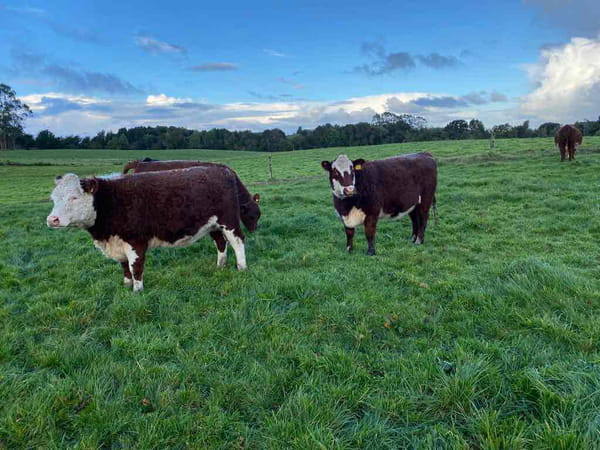 Lote 42 Vaquilla Gorda en Los Muermos, X Región Los Lagos