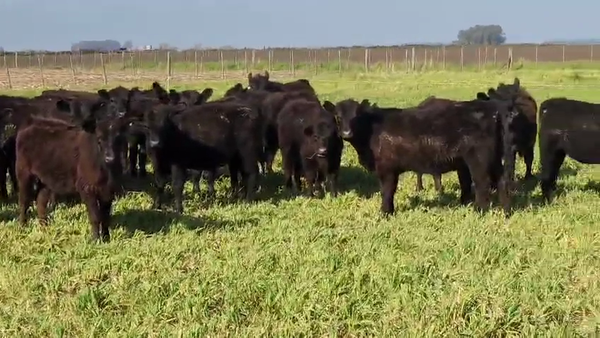 Lote 28 Terneros/as en Tandil