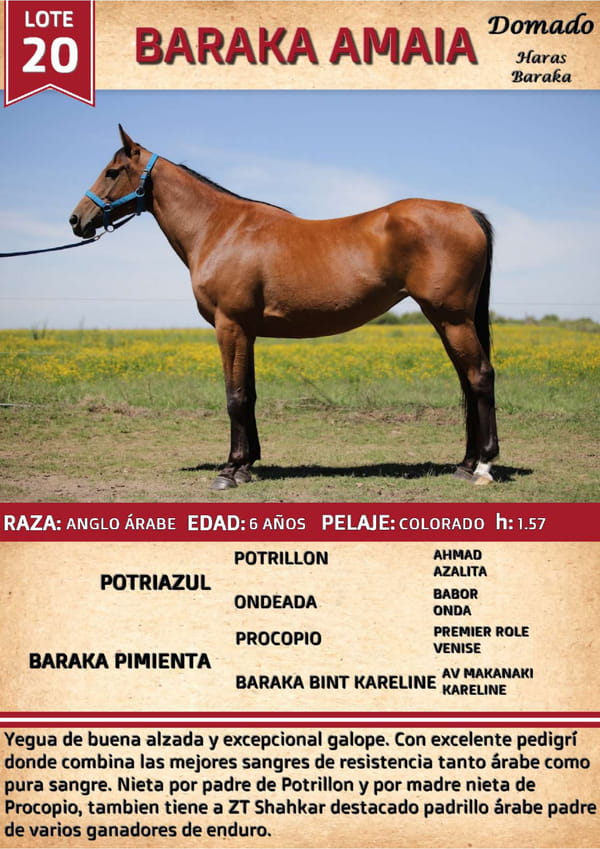 Lote BARAKA AMAIA