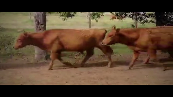 Lote 110 Terneros en Punta Indio, Buenos Aires