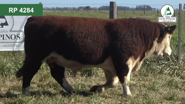 Lote 2 Toros P. HEREFORD en Balcarce