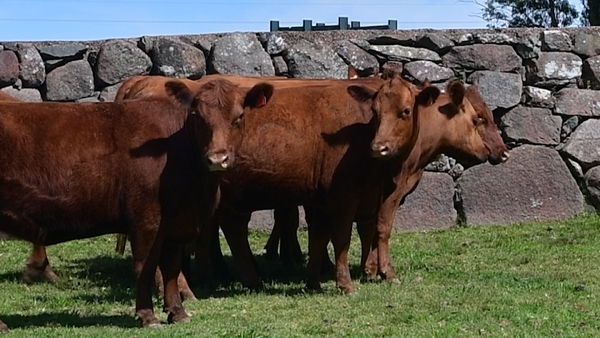 Lote 8 Vaquillonas preñadas 455kg - , San José