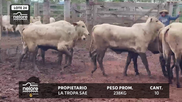 Lote LOTE 24