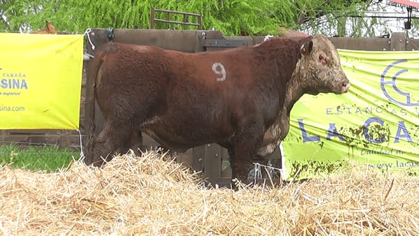 Lote TOROS P. HEREFORD PR