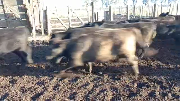 Lote 70 Terneros en Buenos Aires, Daireaux