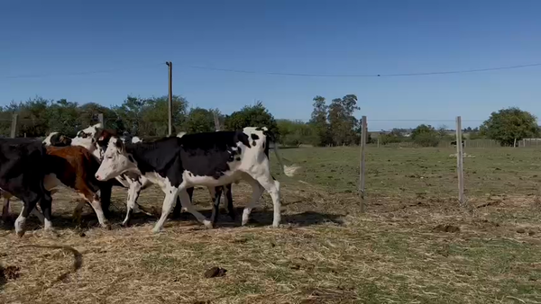 Lote VAQUILLONAS 1 a 2 AÑOS