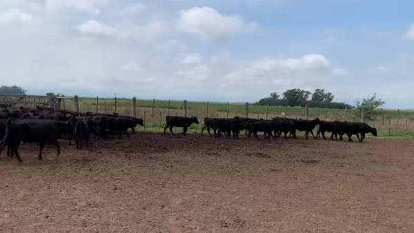 135 Terneros