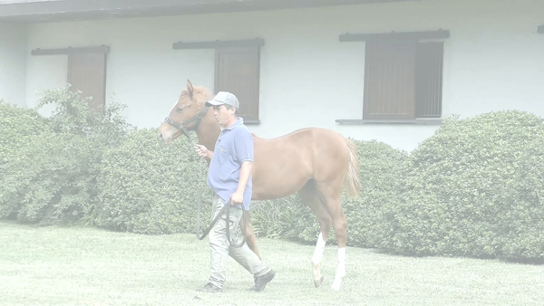 Lote MADONNA RIDE (RERIDE -  MAILEN)