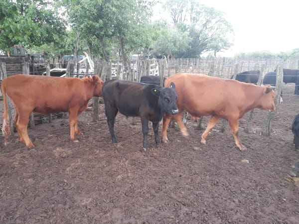 Lote 65 Novillos 220kg - , Mendoza
