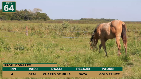 Lote Equinos CUARTO DE MILLA, Ñeembucú