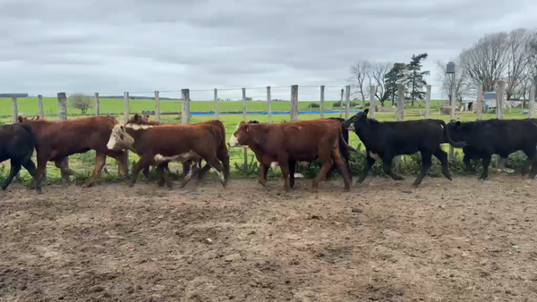 Lote TERNEROS