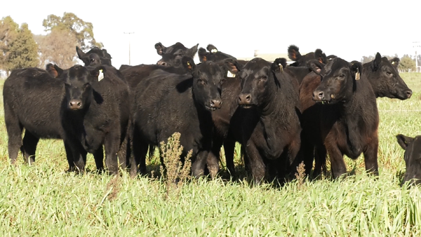 Lote VAQ. ANGUS NEGRAS  MAS C/GTÍA DE PREÑEZ