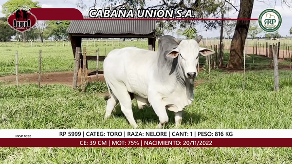 Lote TORO