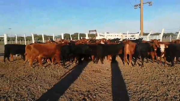 Lote 70 Terneros/as en Federal, Entre Ríos