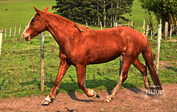 Lote Alaja cuarteador