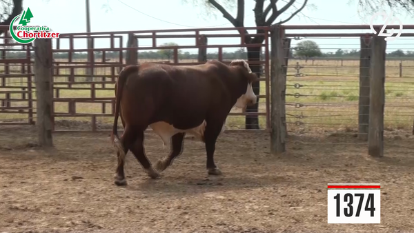 Lote Braford