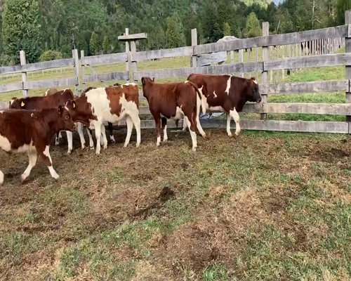 Lote 22 Ternero en Cisnes, XI Región Aysén