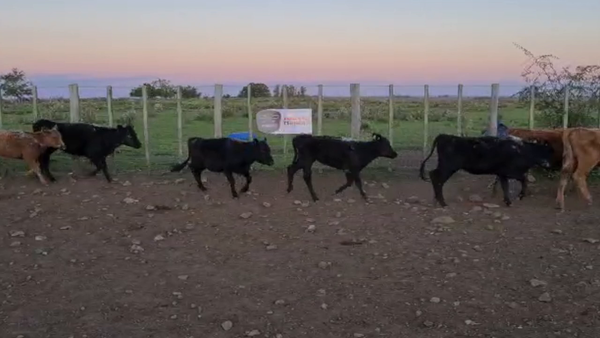 Lote 100 Terneras Carnicera 150kg -  en Parada fariña