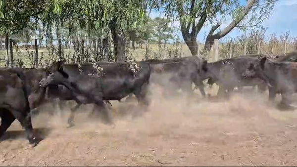 Lote 50 Novillitos y vaquillonas