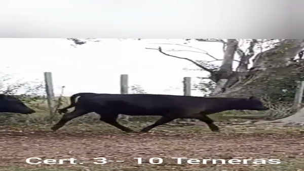 Lote TERNERAS