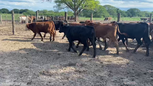 Lote 95 Novillitos en Gral. Vedia, Chaco