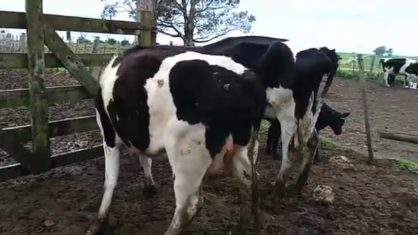 Lote 4 Piezas de cría HOLANDO, San José